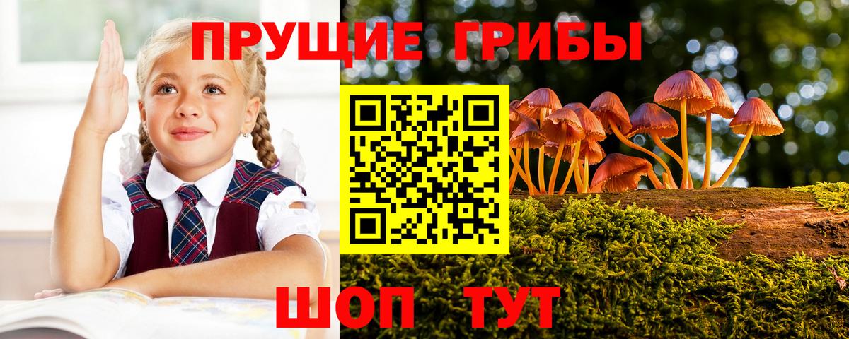 Галлюциногенные грибы GOLDEN TEACHER  Вход с VPN  Славгород  продажа наркотиков  Галлюциногенные грибы Magic Shrooms 